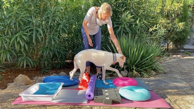 Feinmotorik beim Hund – mit diesen Übungen förderst du sie