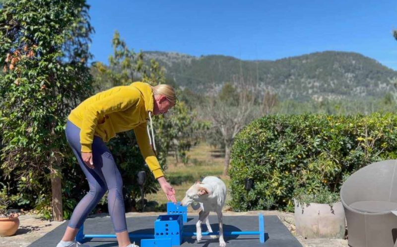 Kraft- und Muskelaufbau beim Hund – warum Muskulatur so wichtig ist und wie du das Training richtig gestaltest