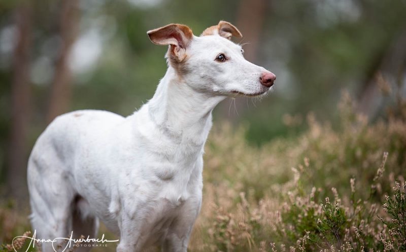 Morbus Legg-Calvé-Perthes beim Hund – das Krankheitsbild, Ursache, Symptome, betroffene Rassen und Diagnose