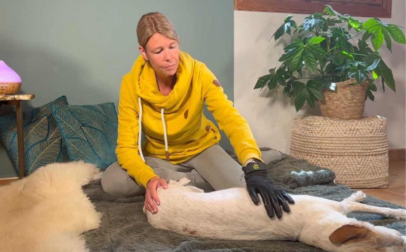 Muskelverletzung beim Hund – wie sie entsteht, woran du sie erkennst und wie die Reha ablaufen sollte