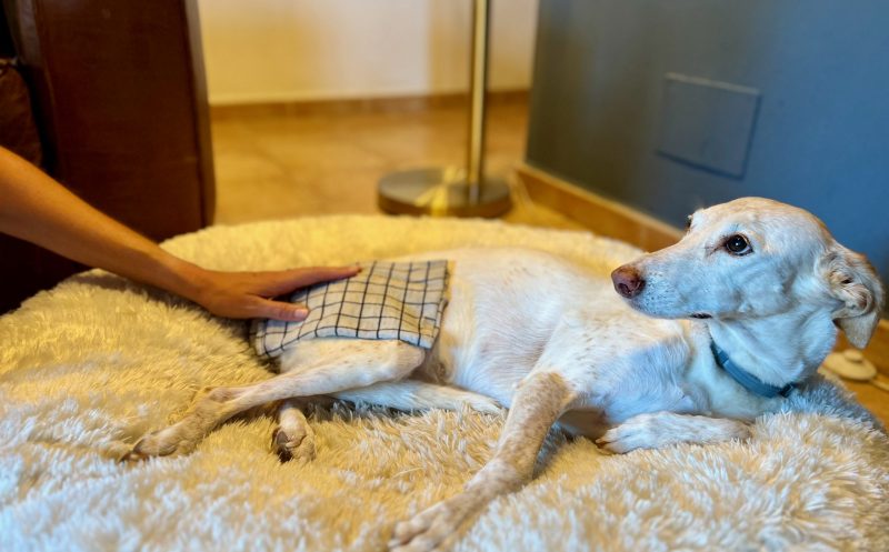 Osteomyelitis beim Hund – Ursachen, Symptome & Behandlung