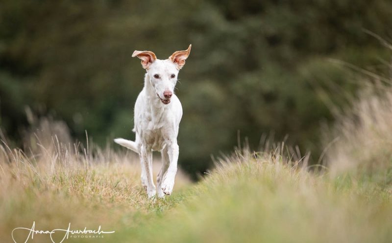 Wie alt ist dein Hund – so rechnet man Hundejahre in Menschenjahre um