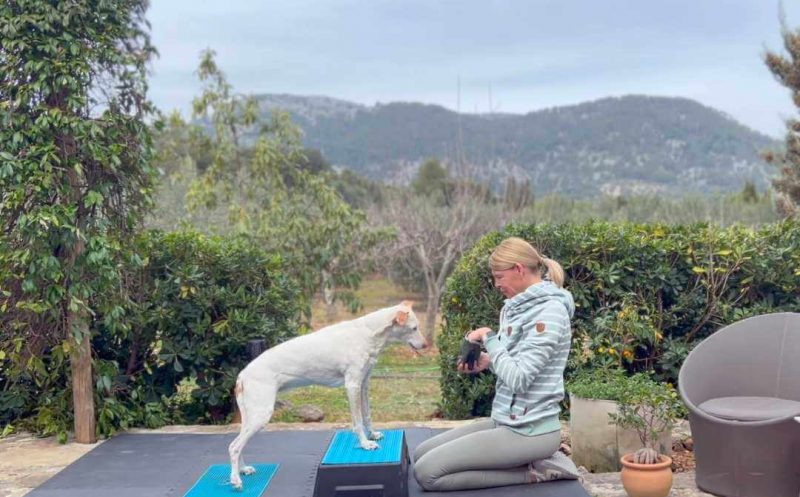 Wie findest du die richtigen Fitnessübungen für deinen Hund? – das solltest du beachten