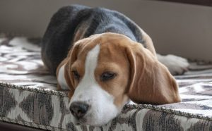 Gelenkerkrankungen beim Hund: 8 Dinge, die die Erkrankung zusätzlich befeuern!