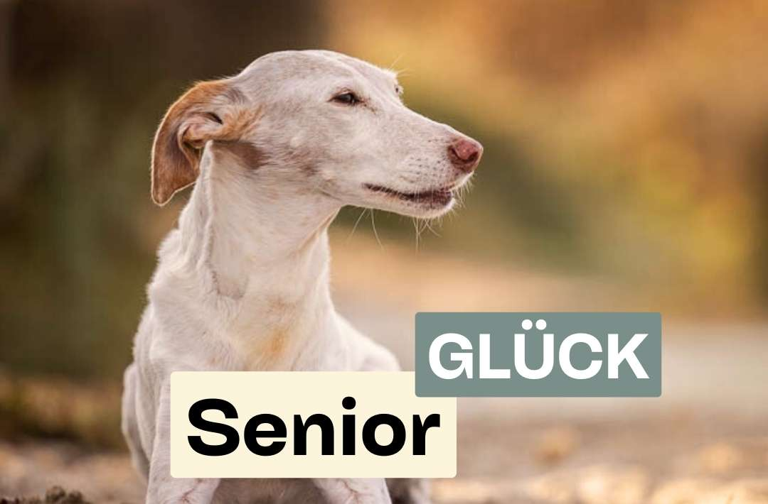 ArthroseFIT,Hund,Arthrose