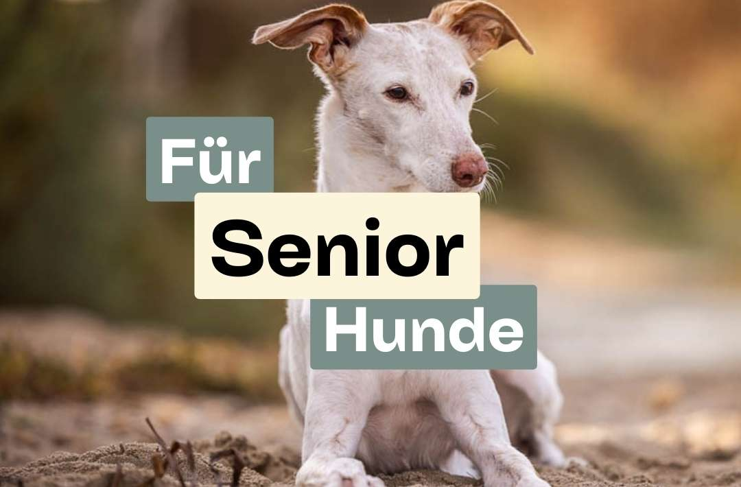 Doggy Fitness,Hundephysiotherapie,Hundefitnesstraining,Online-Kurse,Hundegesundheit,Hundephysiotherapeutin,Hundemassage,Gelenkerkrankungen,Seniorhunde,Hundefitness App,Martina Flocken,Phytotherapie,Mykotherapie,Bewegungsapparat,Hundetraining