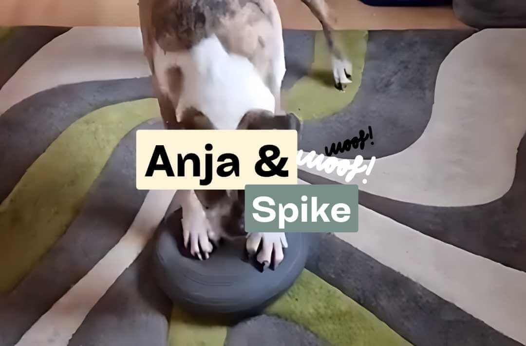 ArthroseFIT,Hund,Arthrose