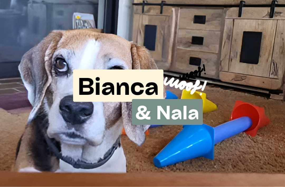 ArthroseFIT,Hund,Arthrose