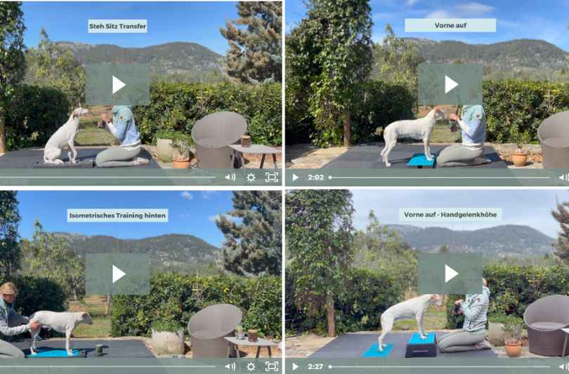 martina flocken - doggy fitness - hundephysio - hundefitness - vier videothumbnails mit steh-sitz-transfer, vorderhandtraining und isometrischem training mit hund im garten