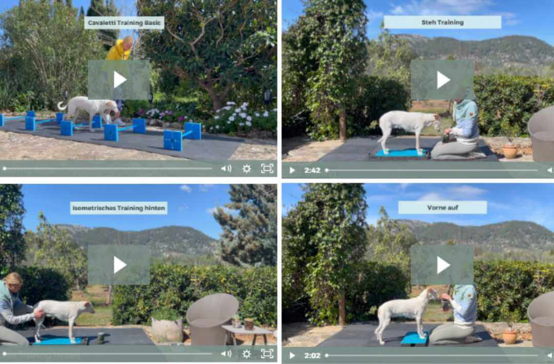 martina flocken - doggy fitness - hundephysio - hundefitness - screenshot videoanleitungen mit cavaletti training basic steh training isometrisches training hinten und vorne auf im online kurs