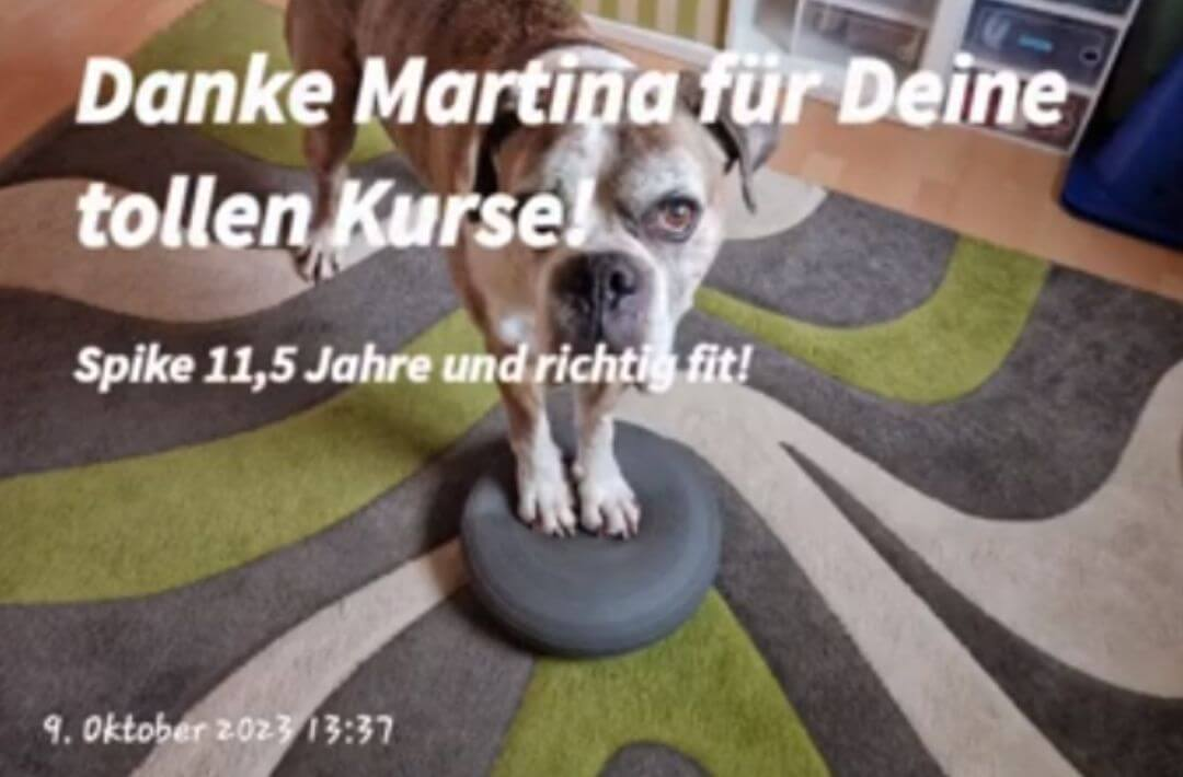 ArthroseFIT,Hund,Arthrose