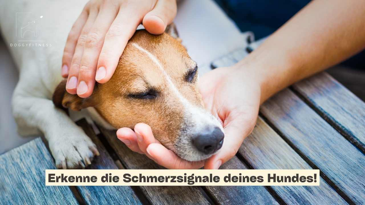 martina flocken - hundephysio - hundefitness - gratis online kurs - schmerzen beim hund erkennen - banner