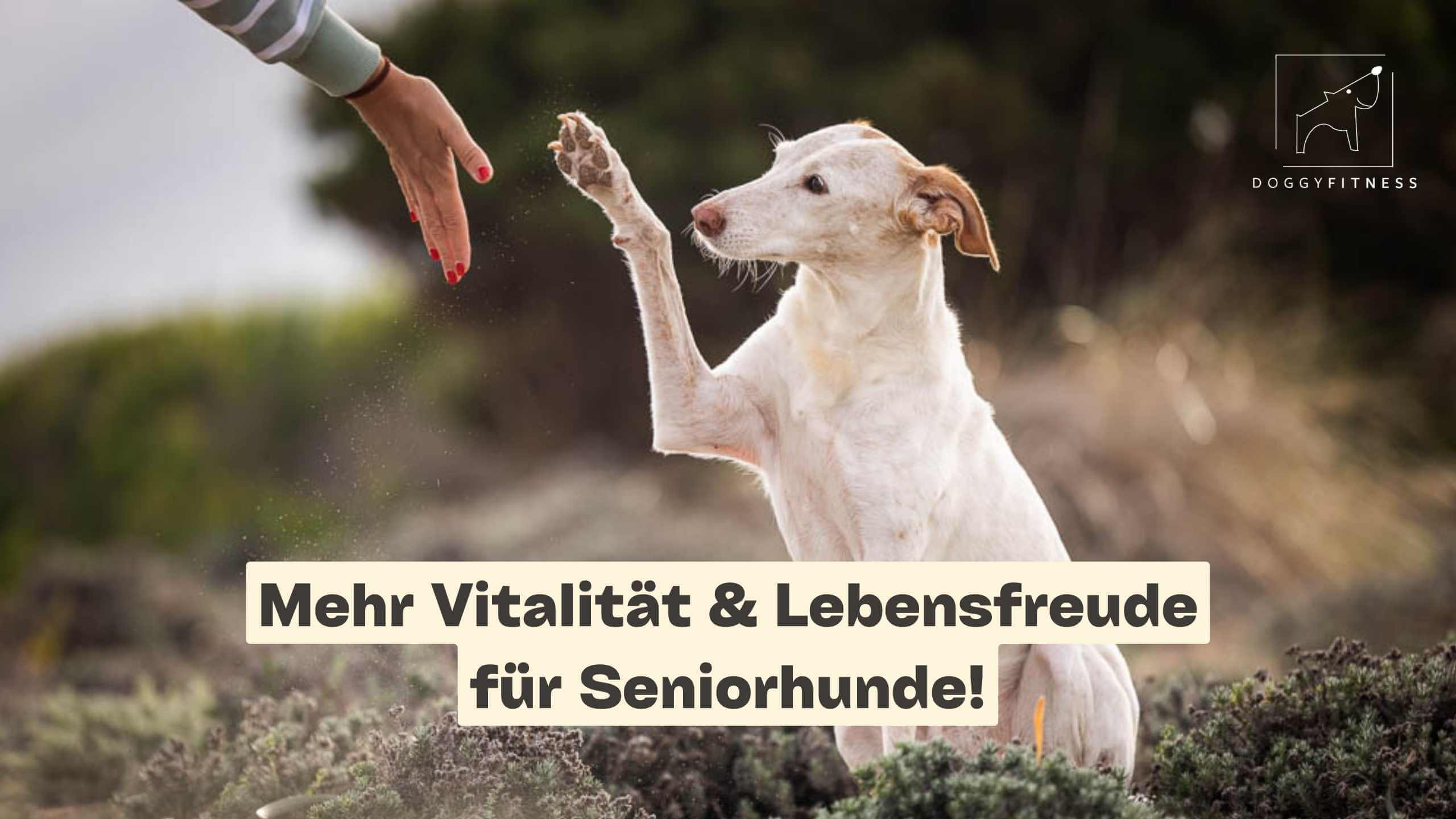 doggy fitness - martina flocken - hundefitness - hundephysio - mehr vitalität und lebensfreude für seniorhunde - banner