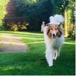 martina flocken - doggy fitness - hundephysio - hundefitness - hund läuft über wiese erfahrungsbericht hüftfit kurs