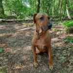 martina flocken - doggy fitness - hundephysio - hundefitness - review einer zufriedenen kundin