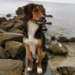 martina flocken - doggy fitness - hundephysio - hundefitness - hund sitzt auf felsen am meer erfahrungsbericht rueckenfit kurs