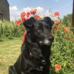 martina flocken - doggy fitness - hundephysio - hundefitness - schwarzer hund sitzt im garten vor roten blumen erfahrungsbericht rückenfit kurs