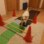 martina flocken - doggy fitness - hundephysio - hundefitness - seniorfit kurs erfahrung – hund macht koordinationsübung mit stangen und pylonenset im wohnzimmer – kundenerfahrung zum seniorfit training