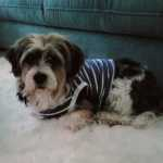 martina flocken - doggy fitness - hundephysio - hundefitness – Seniorhund einer Kursteilnehmerin liegt entspannt auf dem Teppich und trägt einen gestreiften Pullover, Bild aus einer begeisterten Kundenrezension – SeniorFit Onlinekurs