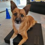 martina flocken - doggy fitness - hundephysio - hundefitness - hund sitzt auf balancepad erfahrungsbericht hüftfit kurs