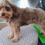 martina flocken - doggy fitness - hundephysio - hundefitness - kleiner brauner hund steht auf balancekissen erfahrungsbericht kniefit kurs