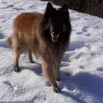 ArthroseFIT,Hund,Arthrose