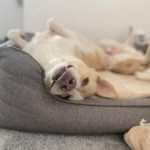 martina flocken - doggy fitness - hundephysio - hundefitness - hund liegt entspannt auf dem ruecken im hundebett erfahrungsbericht rueckenfit kurs