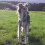 martina flocken - doggy fitness - hundephysio - hundefitness - hund steht auf wiese erfahrungsbericht rueckenfit kurs