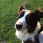 martina flocken - doggy fitness - hundephysio - hundefitness - erfahrungsbericht einer zufriedenen kundin