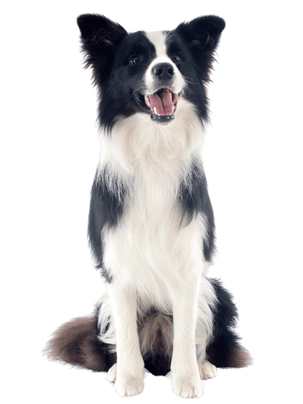 martina flocken - doggy fitness - hundephysio - hundefitness - border collie sitzt frontal und schaut freundlich in die kamera – beispielhund für hundetraining und physiotherapie