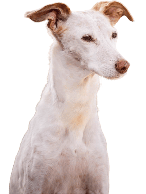 martina flocken - doggy fitness - hundephysio - hundefitness – Porträt eines weißen Seniorhundes