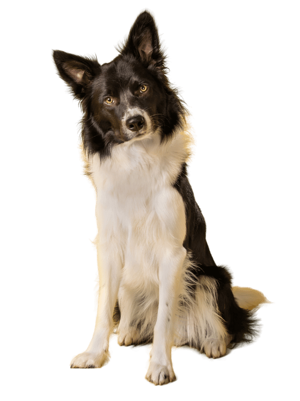 doggy fitness - martina flocken - hundefitness - hundephysio - hund