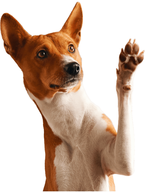 martina flocken - doggy fitness - hundephysio - hundefitness - braun weißer hund hebt die pfote vor hellem hintergrund