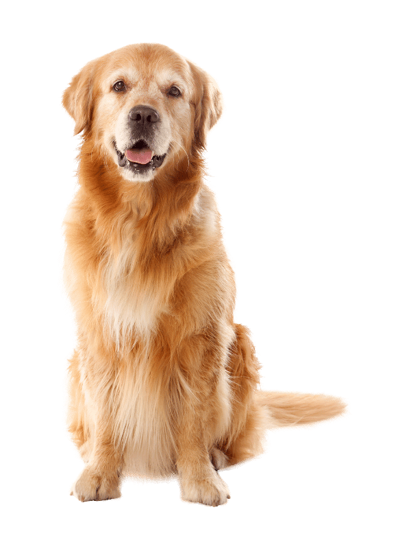 martina flocken - doggy fitness - hundephysio - hundefitness - golden retriever sitzt frontal vor hellem hintergrund