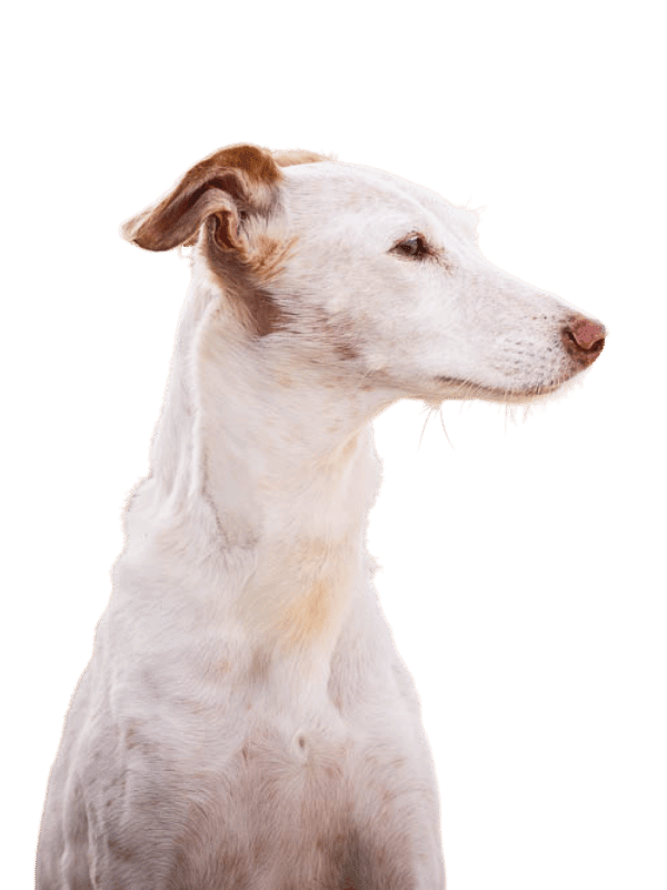 martina flocken - doggy fitness - hundephysio - hundefitness - hund porträt seitlich vor hellem hintergrund - tessa