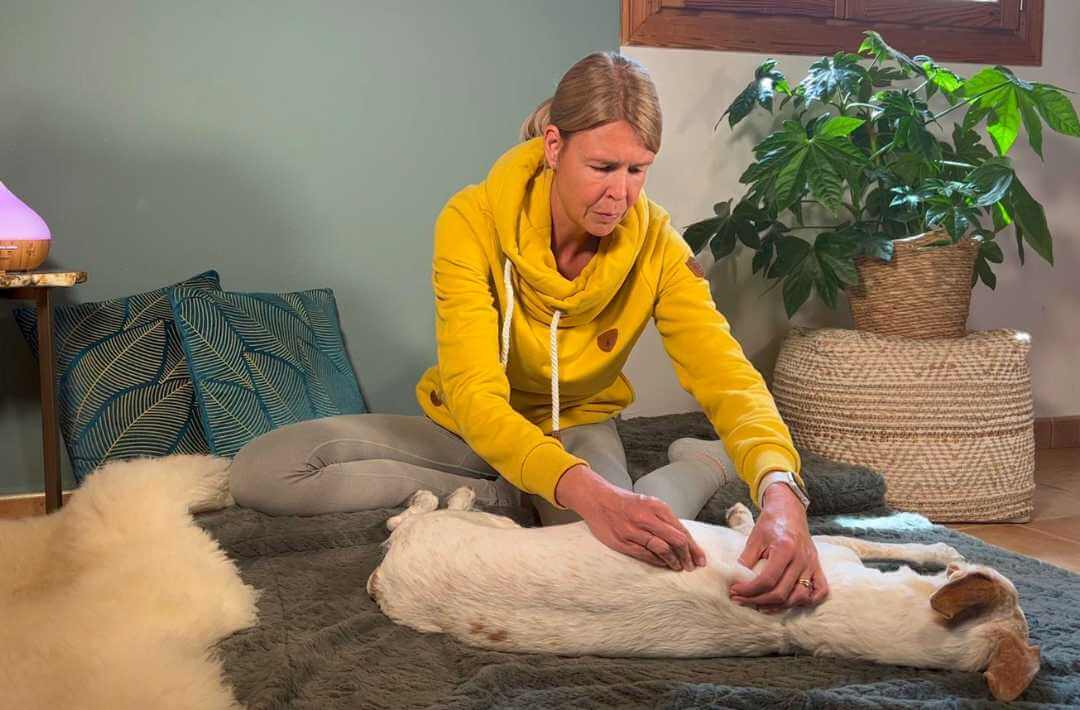 martina flocken - doggy fitness - hundephysio - hundefitness - frau massiert hund in entspannter liegeposition auf decke