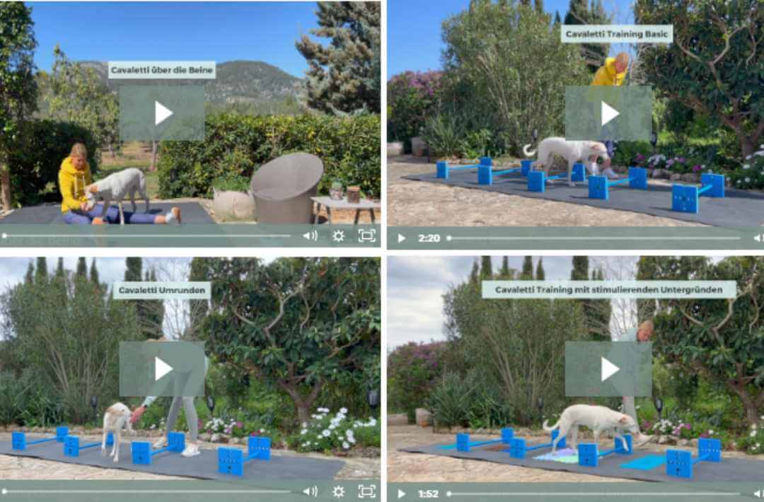 martina flocken - doggy fitness - hundephysio - hundefitness - screenshot mehrerer videoanleitungen zum cavaletti training für hunde im online kurs