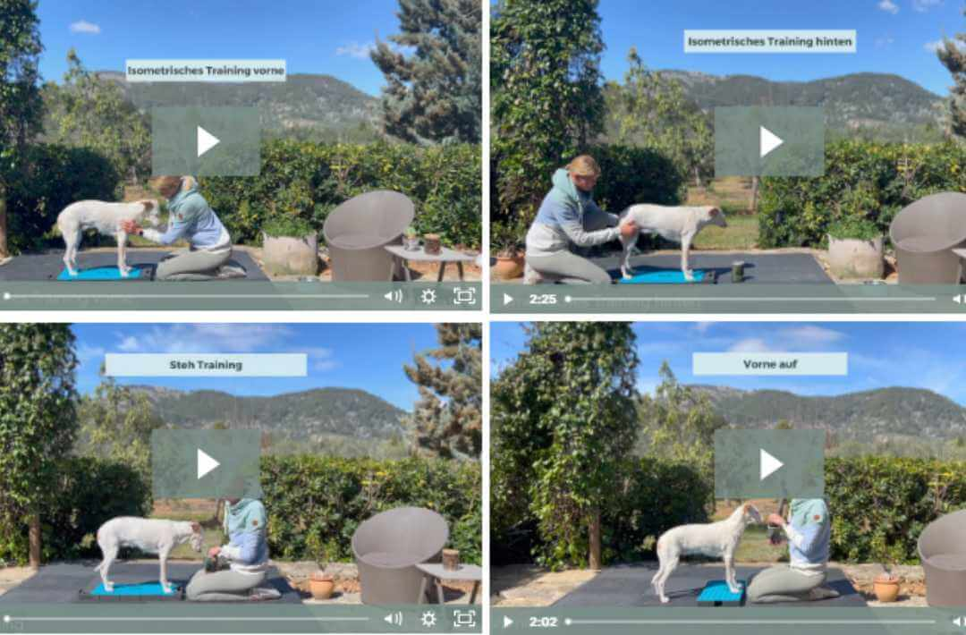 martina flocken - doggy fitness - hundephysio - hundefitness - videoübersicht isofit kurs mit isometrischem training vorne isometrischem training hinten steh training und vorne auf übungen für stabilität und muskelaufbau beim hund im garten