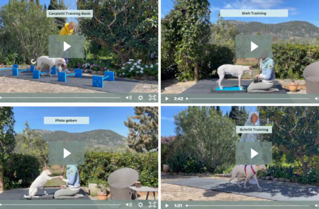 martina flocken - doggy fitness - hundephysio - hundefitness - videoübersicht online kurs mit cavaletti training steh training pfote geben und schritt training für hunde