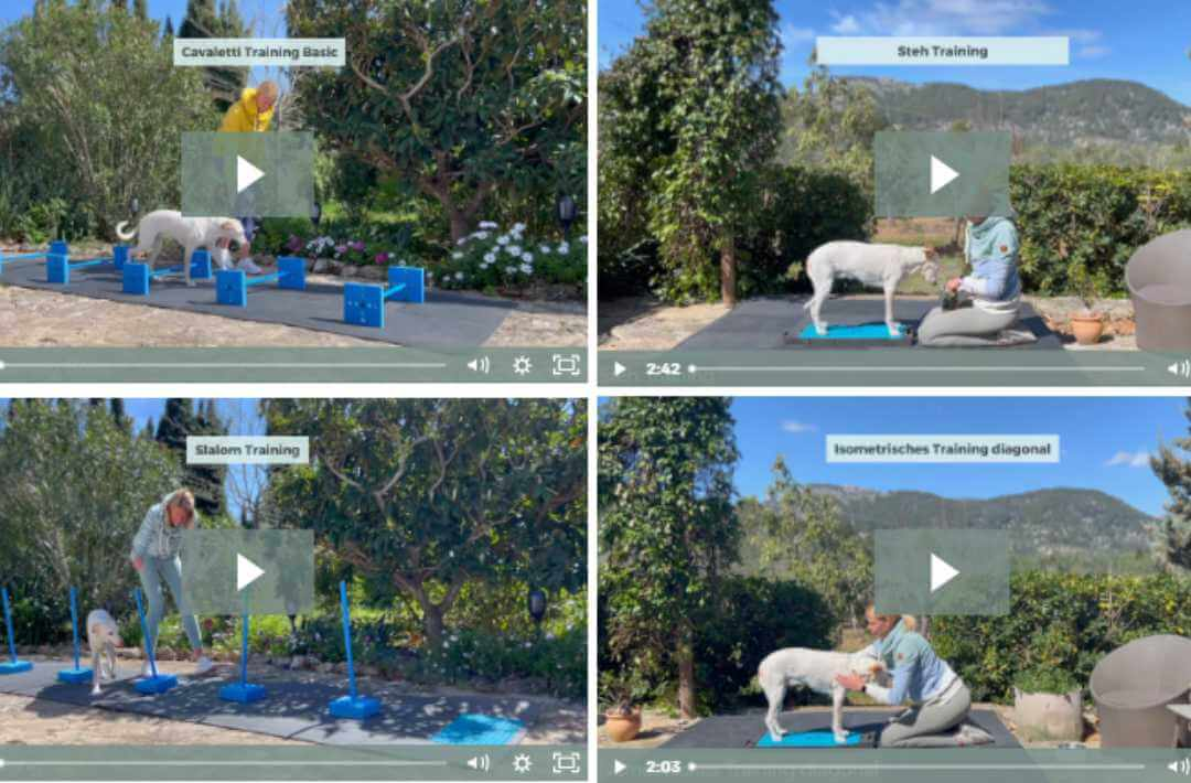 martina flocken - doggy fitness - hundephysio - hundefitness - videoübersicht online kurs mit cavalletti training steh training slalom training und isometrischem training für hunde