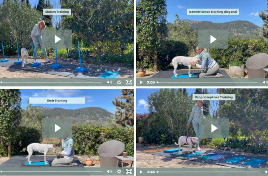 martina flocken - doggy fitness - hundephysio - hundefitness - videoübersicht schnellfit onlinekurs mit slalom training isometrisches training steh training und propriozeptives training für hunde im garten