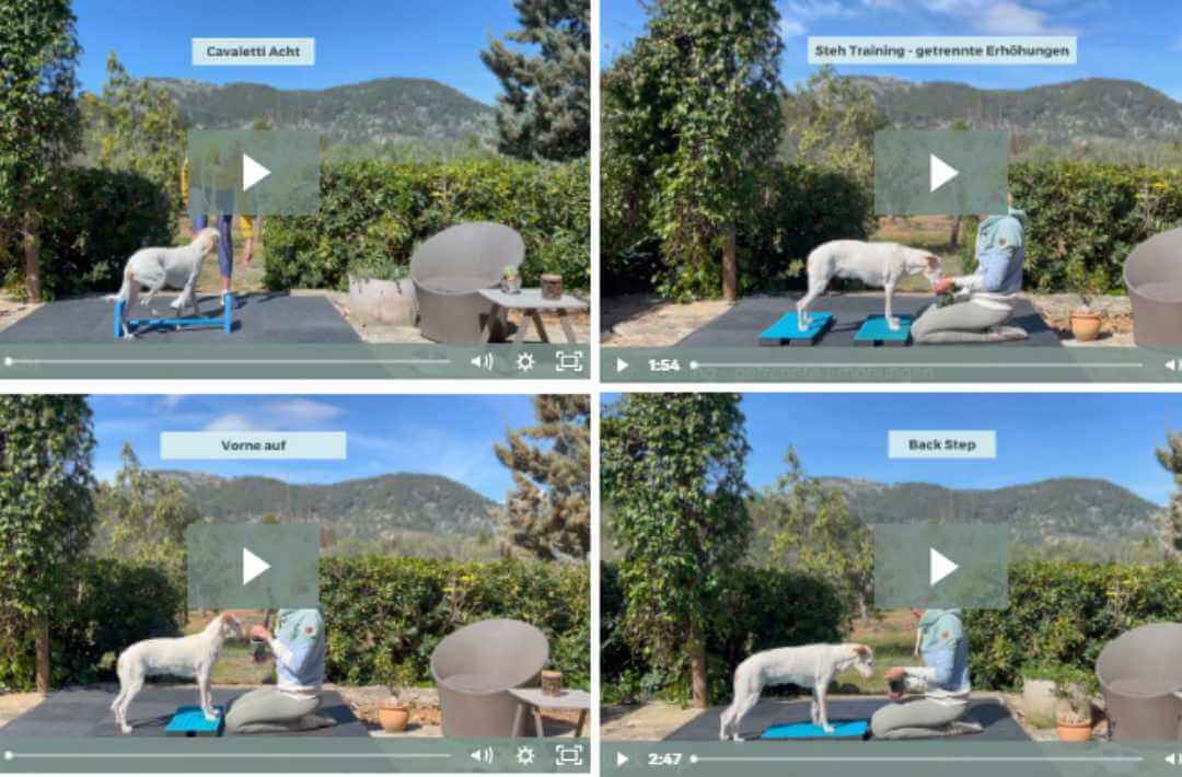 martina flocken - doggy fitness - hundephysio - hundefitness - video trainingsmodul aus dem balancefit onlinekurs mit hund bei balance und koordinationsübungen wie cavaletti acht und back step im garten