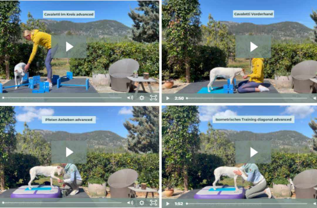 martina flocken - doggy fitness - hundephysio - hundefitness - videovorschau übungen – cavaletti training, vorderhand training, pfoten anheben & isometrisches training für hunde