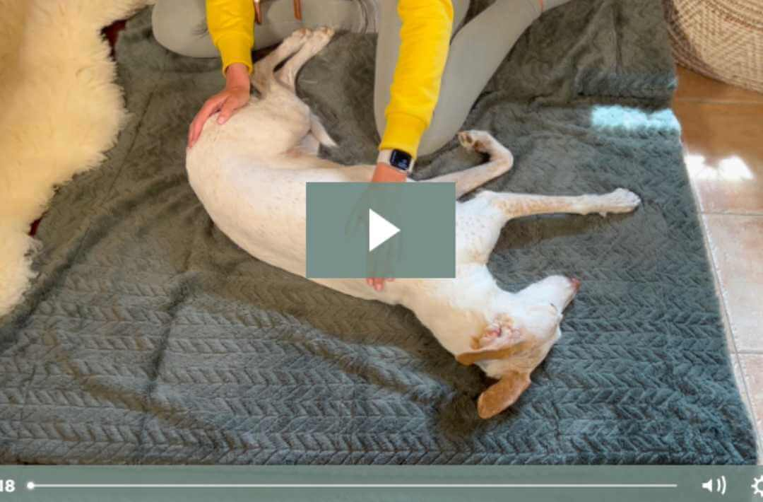 martina flocken - doggy fitness - hundephysio - hundefitness - videoanleitung hundemassage – anleitung zur entspannungsmassage für hunde zuhause – onlinekurs - seitliche massageposition