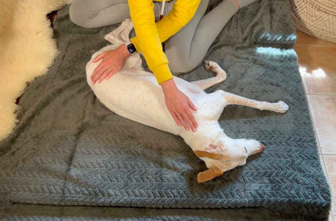 martina flocken - doggy fitness - hundephysio - hundefitness - hundemassage an der seite – entspannte hundephysiotherapie zuhause auf decke – anleitung aus onlinekurs für massage beim hund