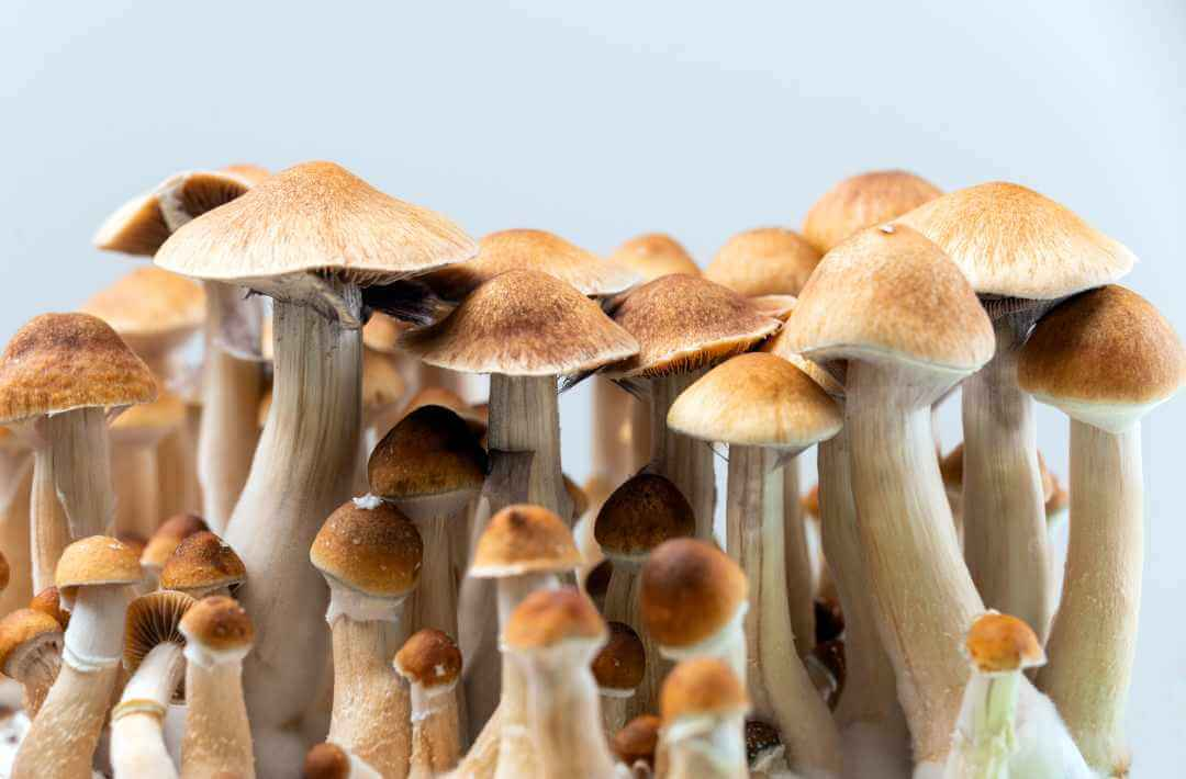 martina flocken - doggy fitness - hundephysio - hundefitness - heilpilze für hunde – natürliche vitalpilze zur unterstützung von gesundheit und immunsystem bei hunden