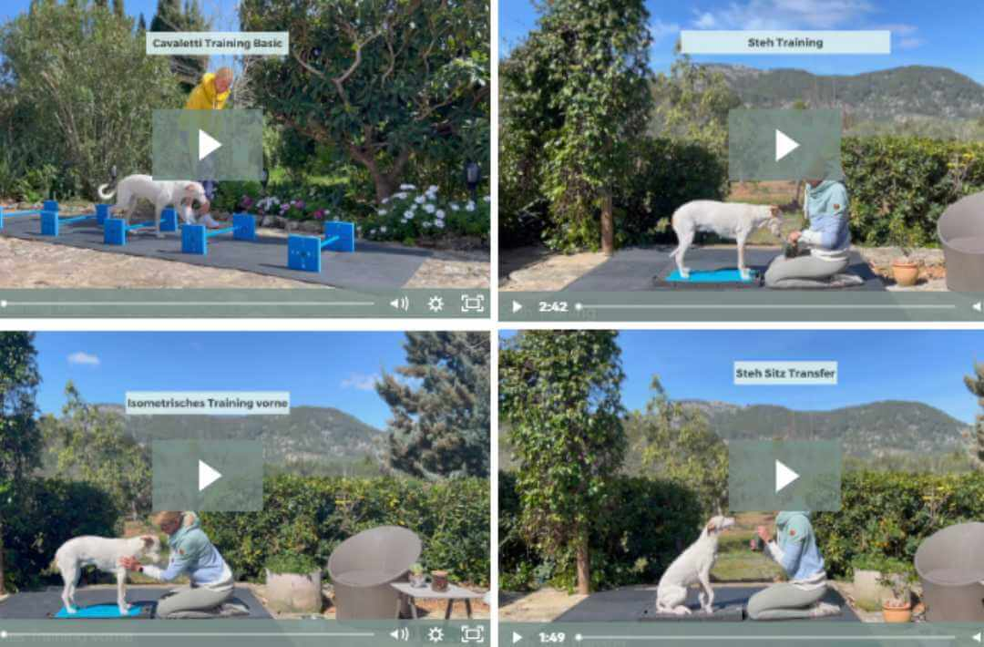 ArthroseFIT,Hund,Arthrose