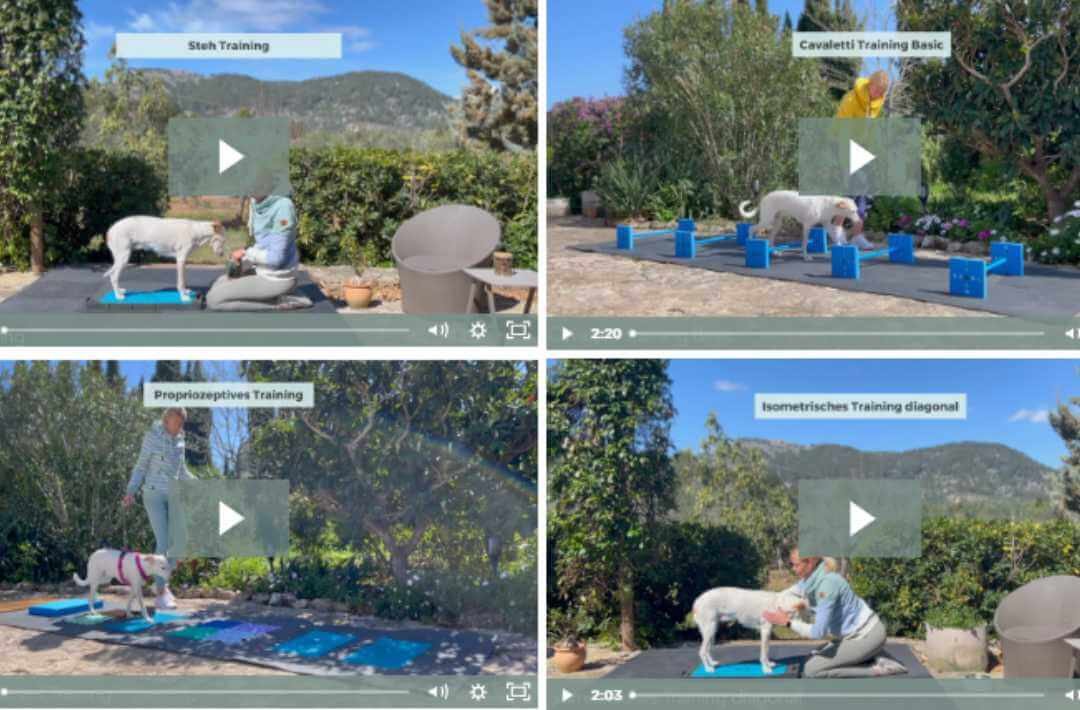 martina flocken - doggy fitness - hundephysio - hundefitness – Übersicht der Trainingsvideos mit verschiedenen Übungen aus dem SeniorFIT Onlinekurs für seniorengerechtes Fitnesstraining für Hunde
