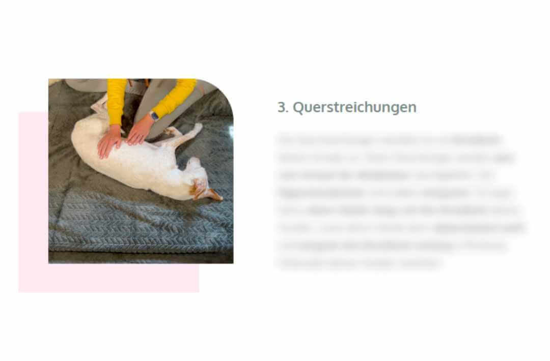 martina flocken - doggy fitness - hundephysio - hundefitness – Massageanleitung mit Querstreichen am Hund, Schritt aus dem Entspannt & Glücklich Massagekurs für Hunde