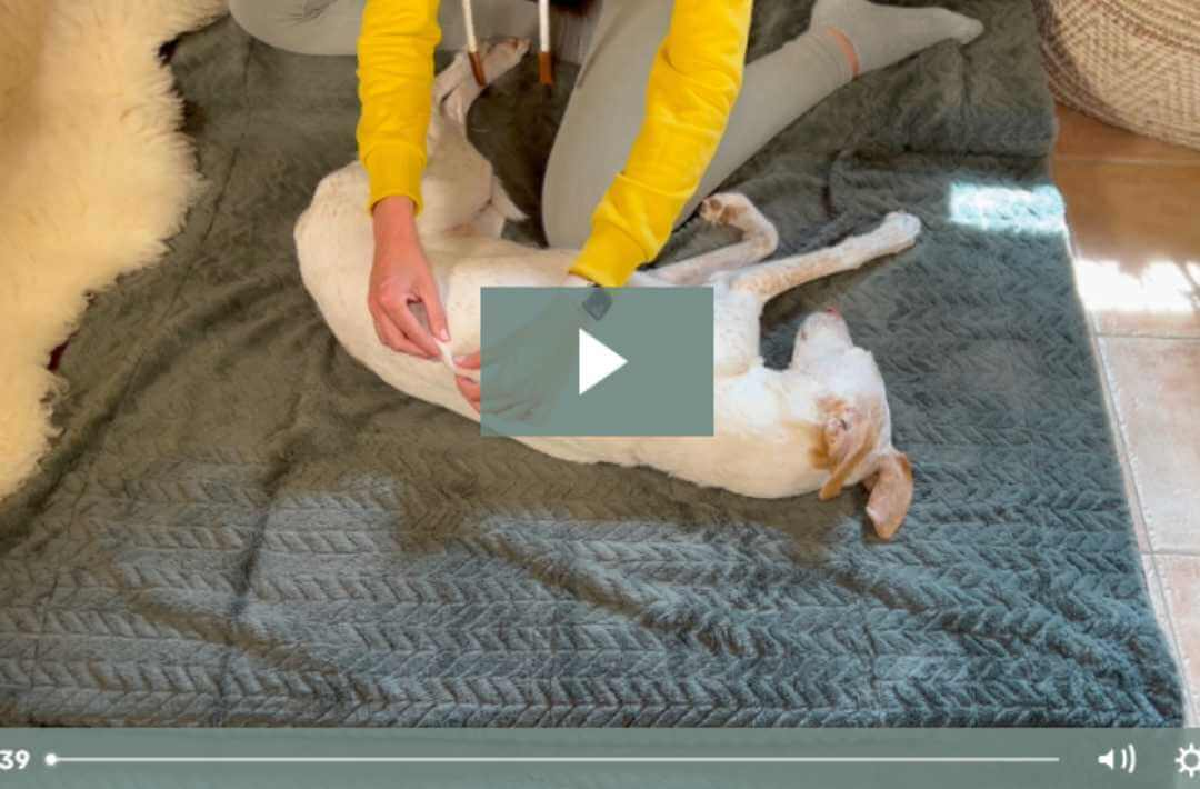 martina flocken - doggy fitness - hundephysio - hundefitness – Videoanleitung zur Hundemassage, Hund liegt entspannt auf Matte und wird am Rücken massiert – Entspannt & Glücklich Massagekurs